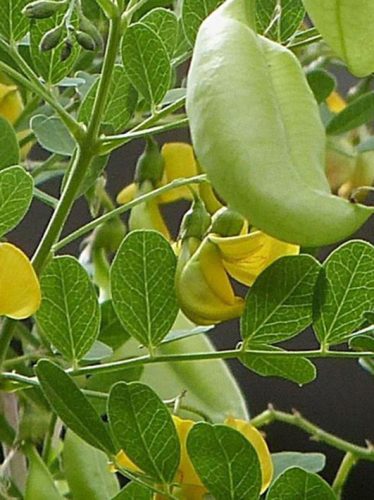 Pukkanó dudafürt, Colutea arborescens