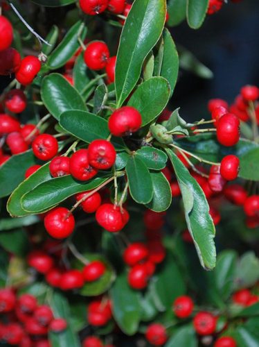 Tűztövis, piros termésű, Pyracantha 'Red Column' 