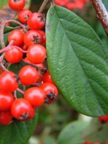 Szőnyeg madárbirs, Cotoneaster x h. 'Bella'	 