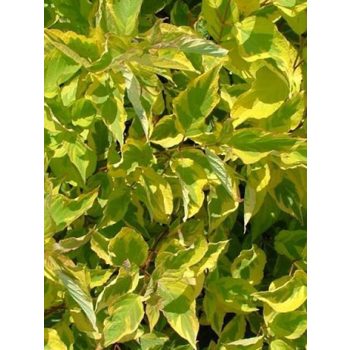  Díszsom, sárgatarka levelű, Cornus alba 'Spaethii'