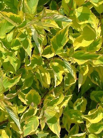 Díszsom, sárgatarka levelű, Cornus alba 'Spaethii'