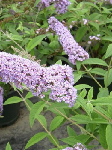 Nyáriorgona, lila virágú, Buddleia d. 'Orchid Beauty'	