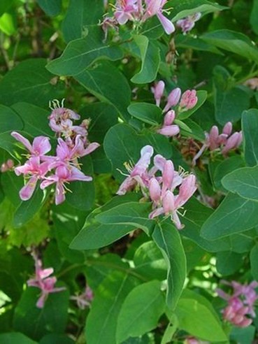 Tatárlonc, Lonicera tatarica 