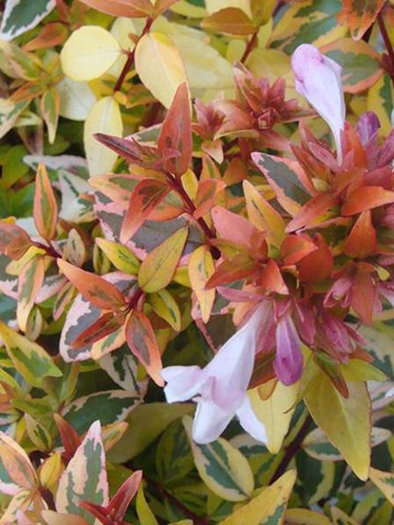 Tarka levelű tárnicslonc, Abelia grandiflora ’Sarabande ’