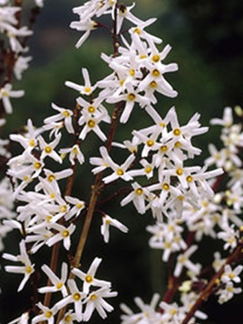 Koreai hóvessző, Abeliophyllum distichum  