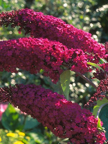  Nyáriorgona, Bíborlila virágú, BUDDLEIA D. ’ROYAL RED’