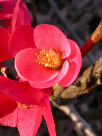 Piros virágú japánbirs, Chaenomeles japonica 'Red Hybrids'  