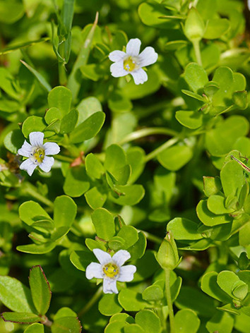 Brahmi, Bakopa, (Bacopa monnieri)