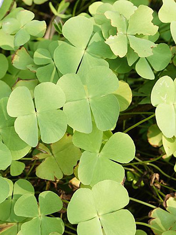 Sushni, (Marsilea minuta)